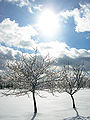 Apple trees in the snow